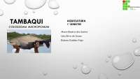 Tambaqui na Aquicultura