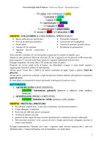 Classificazione Insetti