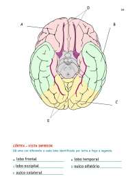 neurociências, Córtex, legendas e funções