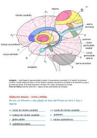 neurociências, sistema límbico, legendas e funções