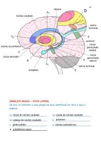 neurociências, sistema límbico, legendas e funções