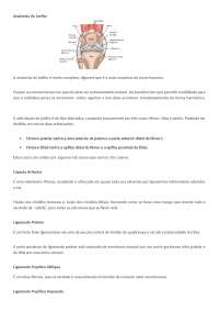 anatomia do joelho, músculos e ligamentos