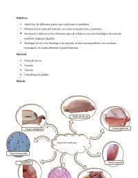 Practica 1 Diseccion de testiculos de res