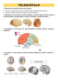 Resumo de Telencéfalo - Neuroanatomia