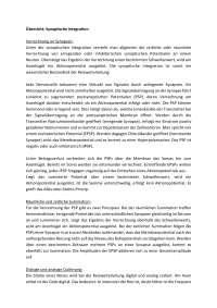 Neurobiologie - Übersicht synaptische Integration