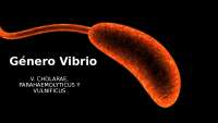 VIBRIO CHOLARAE TOR Y CLASICO