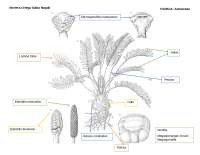 CYCADIA morfologia de plantas