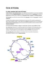 ciclo di krebs fasi