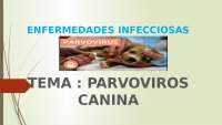 ENFERMEDADES INFECCIOSAS PARVOVIRUS CANINO