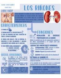 INFOGRAFIA DE RIÑONES - Docsity