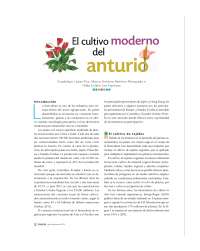 TRABAJO DE LA FLOR DE ANTHURIUM