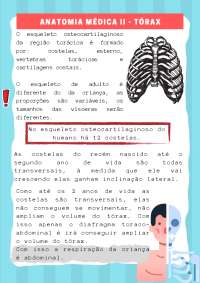 Anatomia Médica Tórax