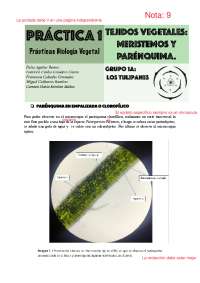 Biología vegetal, Meristemos y Parénquima