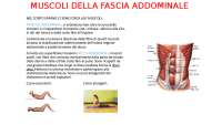 Anatomia dei Muscoli Addominali: Struttura, Funzioni ed Esercizi