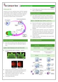 Apoptose Fisiológica e Patológica