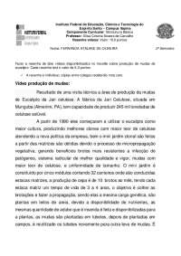 Mudas de eucalipto silvicultura basica