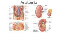 Anatomia e Fisiologia Renal: Um Guia Completo