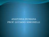 Anatomia Humana: Sistema Genital Masculino - Prof. Luciano Simonelli Lirio