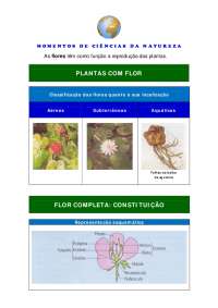 Momentos de Ciências: Flores da Natureza - Prof. Silva
