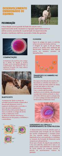 Infográfico sobre o desenvolvimento embrionário de equinos