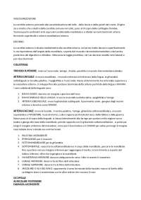 VASCOLARIZZAZIONE DELLO SPLANCNOCRANIO