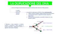 LA DUPLICAZIONE DEL DNA - Docsity