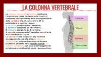 PowerPoint sui paramorfismi e dismorfismi