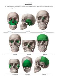 Anatomia do crânio - ossos