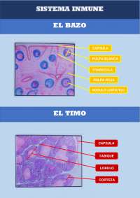 Imagenes Histología