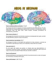 Areas de Brodman 43 - Resumen