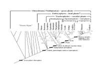 Cladograma Botanica Biologia