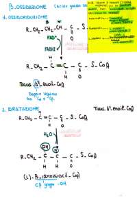 beta-ossidazione-degli-acidi-grassi-docsity