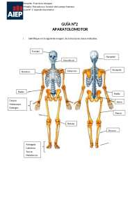 aparato locomotor cuerpo humano