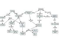 Mapa conceitual - deontologia