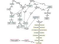 Mapa conceitual - deontologia