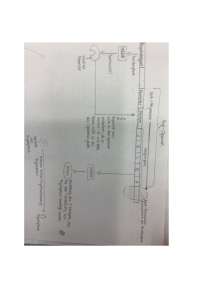 Endproduktrepression - Genregulation