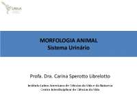Morfologia do Sistema Urinário: Anatomia e Funções