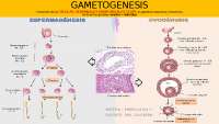 CLASE 1 GAMETOGÉNESIS EMBRIO
