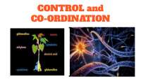 Control and Coordination- Nervous system and endocrine system in plants ...