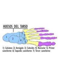 Huesos que componen al tarso