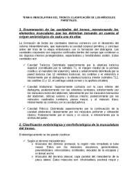 Musculatura del Tronco: Clasificación y Descripción