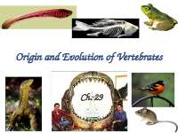 Origin and Evolution of Vertebrates: Chordate Characteristics and Major Groups