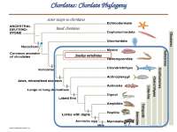 Chordates and Vertebrates: Characteristics and Evolution