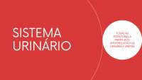 Anatomia do Sistema Urinário: Ureteres, Vesícula Urinária e Uretra