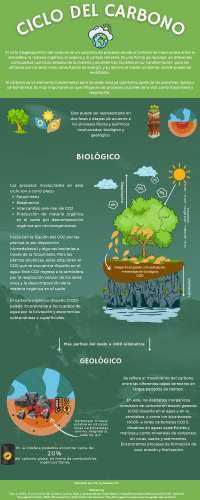 El Ciclo del Carbono: Un Proceso Biogeoquímico Fundamental