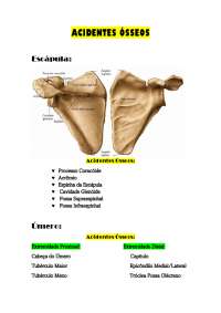 Resumo sobre Sistema Esquelético Sistema Muscular e Acidentes Ósseos