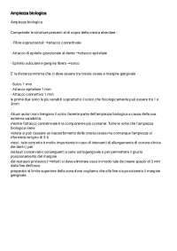 Ampiezza Biologica: Strutture Dentali e Riassorbimento Osseo