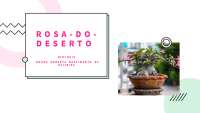 Rosa do deserto - Biologia