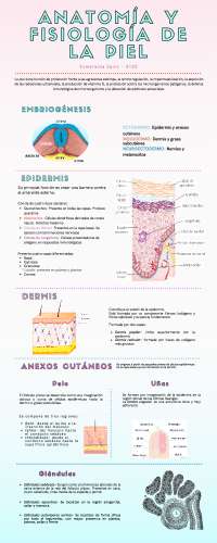 Infografía de piel y anexos