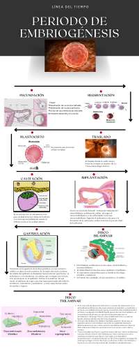 Linea del tiempo - periodo de embriogénesis